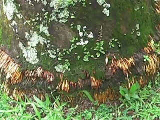 Jardim Botânico -Rio de Janeiro