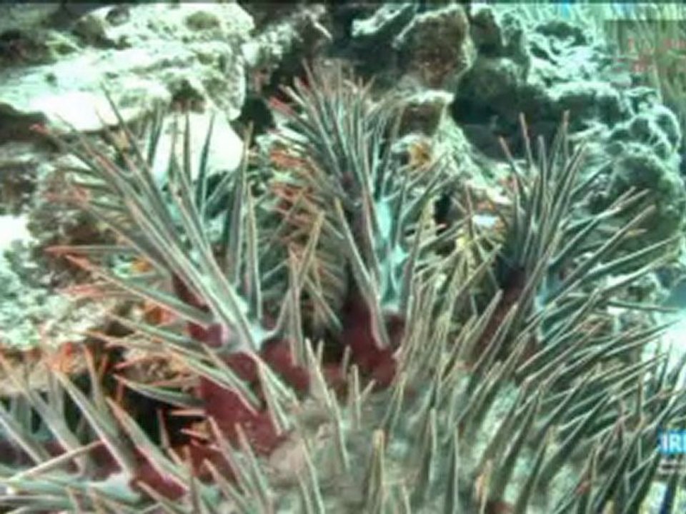 L'acanthaster
