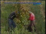 Caltagirone: Sino al 2020 Ancora Contributi Per L'Agricoltura Siciliana - News D1 Television TV