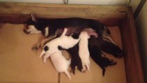 chiots chihuahua de 19 jours entrain de téter leur maman