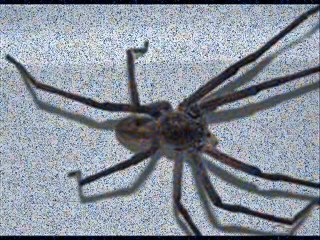 Dam Üstüne Cul Serer - Mehmet Calmasir