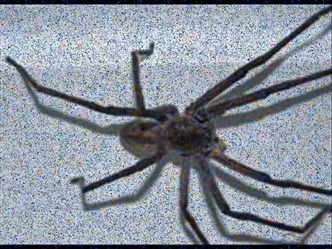 Dam Üstüne Cul Serer - Mehmet Calmasir