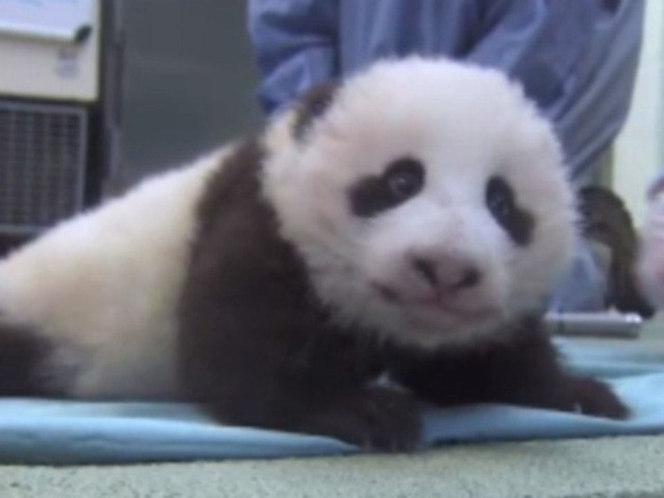 Le bébé panda de San Diego a fait ses premiers pas