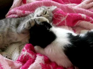 Lila & Afro: A Love Story