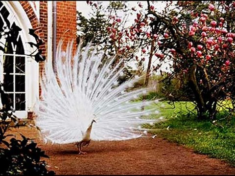 Remziye - Mustafa Topaloglu