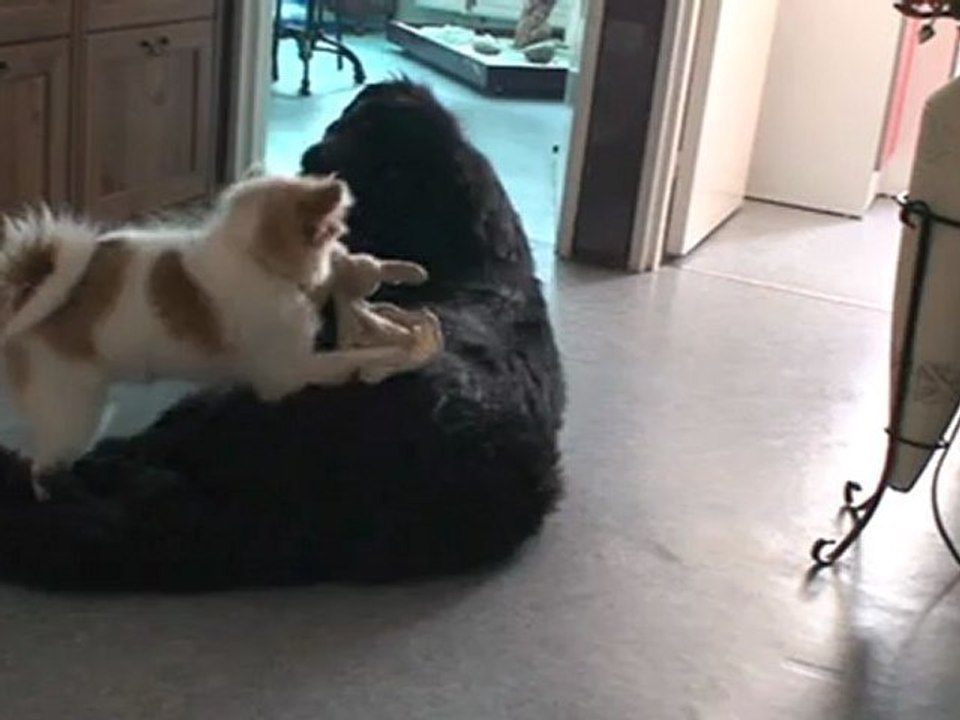 Baika et Haloha en octobre 2012 A