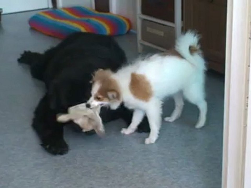 Baika et Haloha en ocobre 2012 B