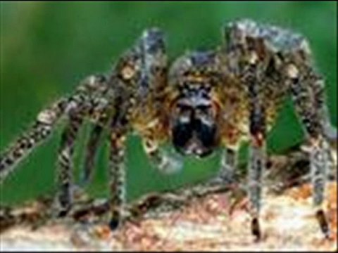 Turnalar - Burhan Cacan