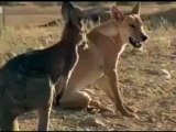 Vahşi köpek ve kanguru dövüşü