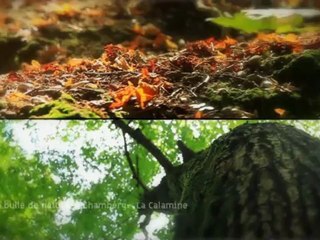 Chambéry vous offre une bulle de nature : Parc de la Calamine