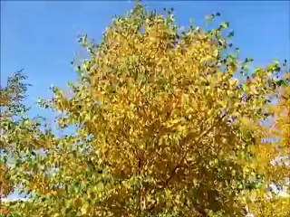 Fly IQ441 Radiance - Демонстрация работы камеры