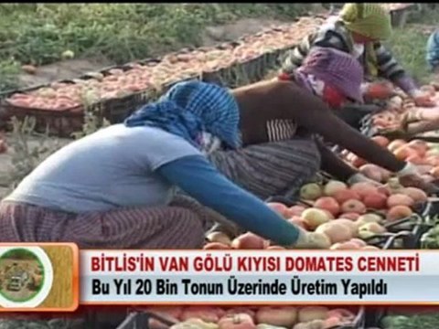 BİTLİS’İN VAN GÖLÜ KIYISI DOMATES CENNETİ