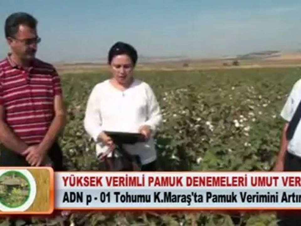 YÜKSEK VERİMLİ PAMUK DENEMELERİ UMUT VERDİ
