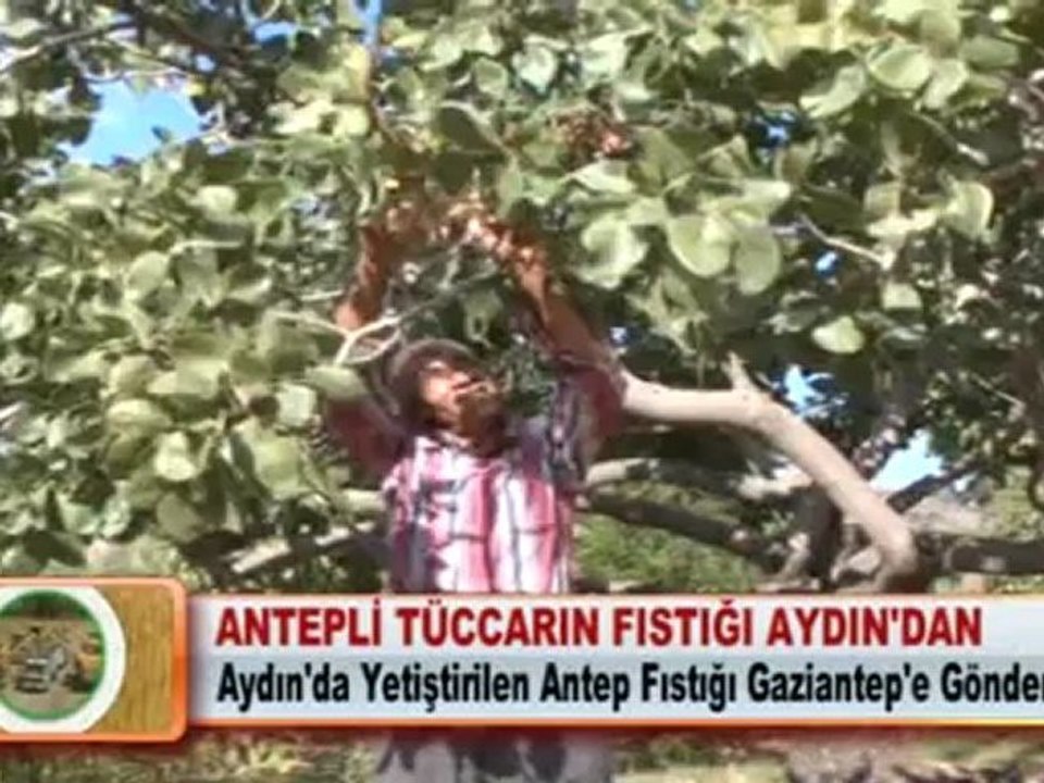 ANTEPLİ TÜCCARIN FISTIĞI AYDIN’DAN