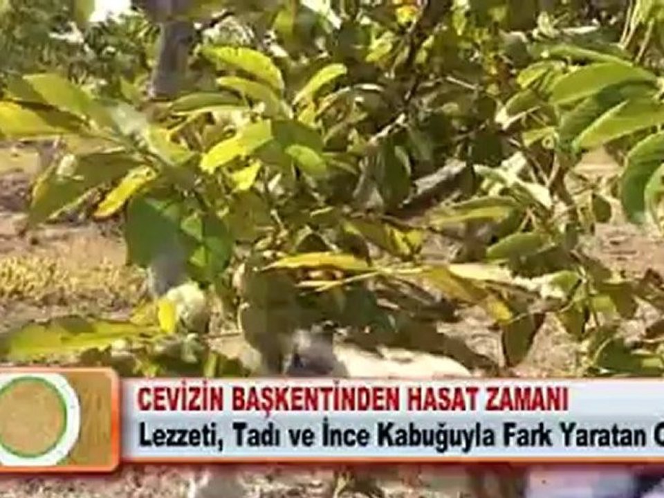 CEVİZİN BAŞKENTİNDEN HASAT ZAMANI