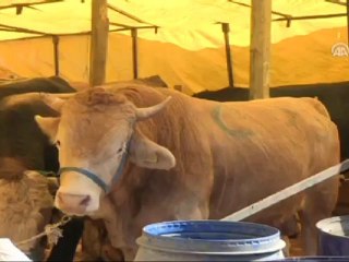 Cümbüşle stres atıyorlar