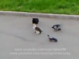 Epic Cat Fight (cat's horror) Crows vs Cat vs Cat Street Fight
