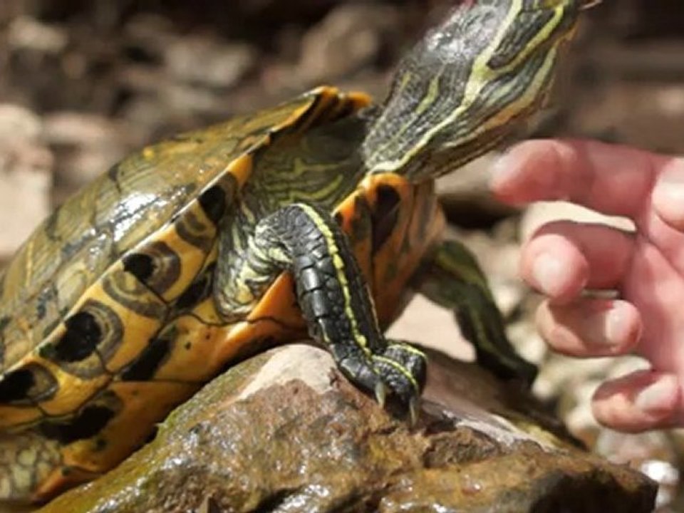 tortue mal