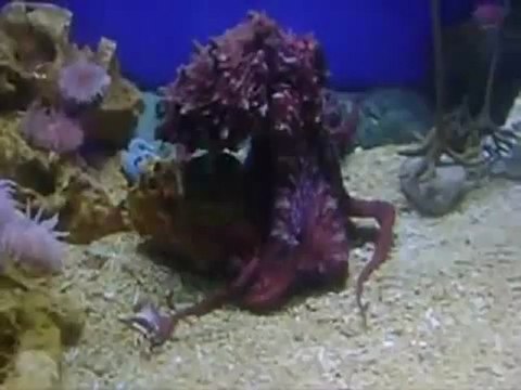 Une pieuvre mange un crabe