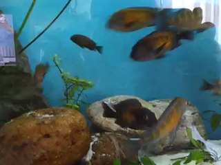 Gebze tropheus kasakalewe (Tan)