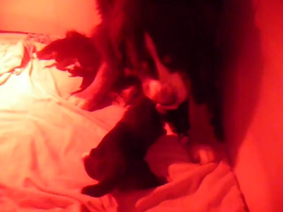 Gaïa à 17 jours (bouvier bernois)