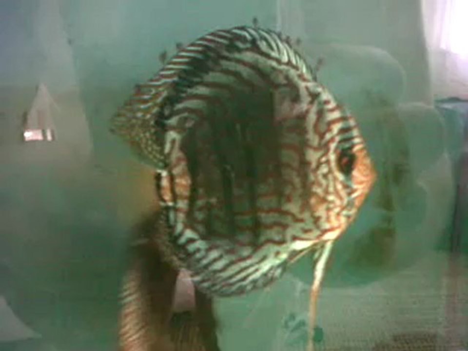 Discus Gebze (tan)