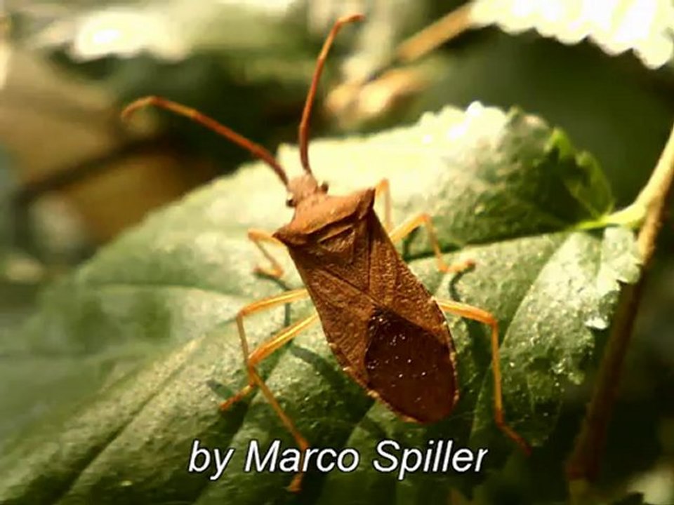 Gonocerus acuteangulatus
