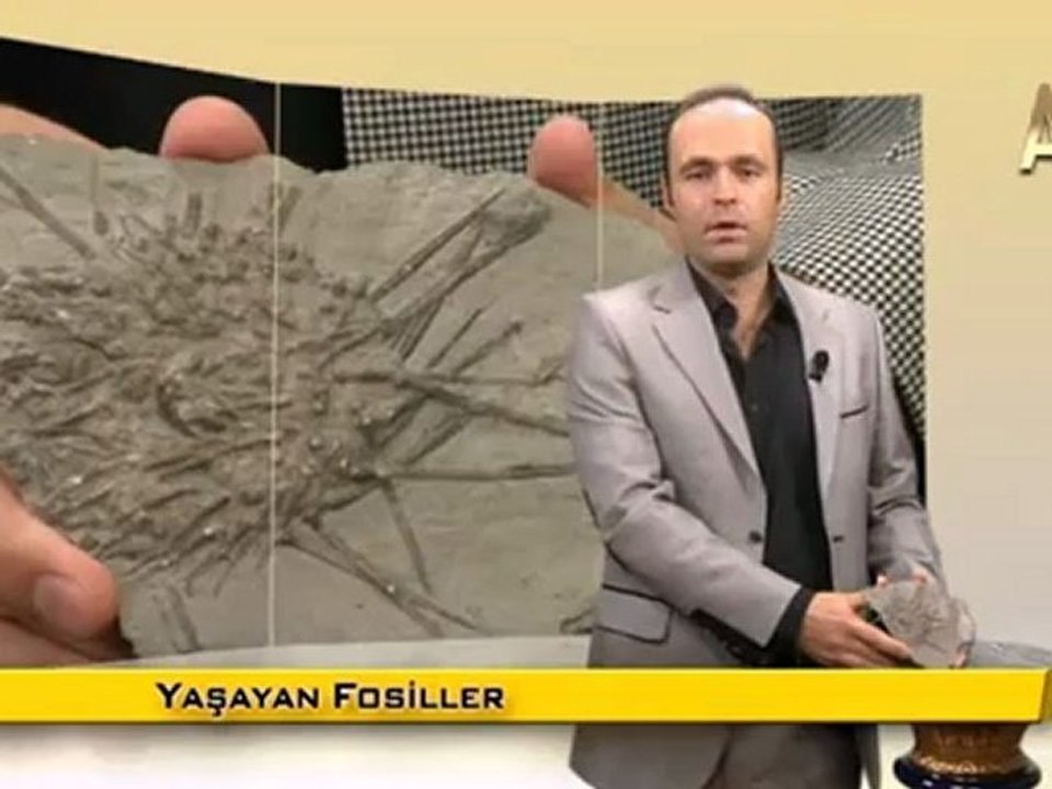 MİLYONLARCA YILDIR DEĞİŞMEYEN   DENİZ KESTANELERİ