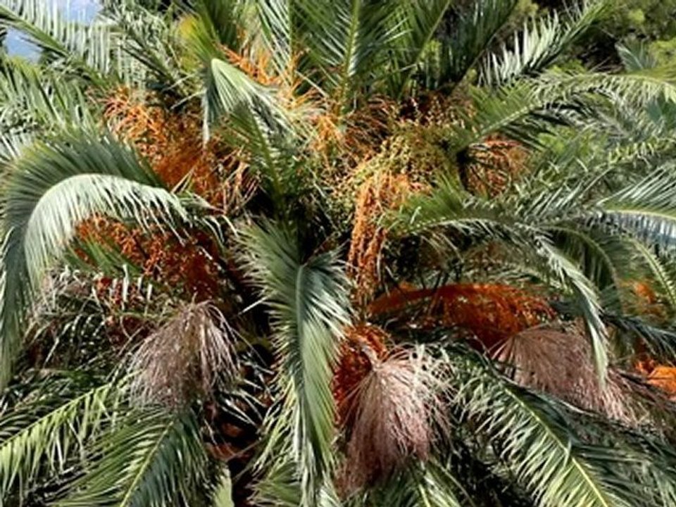 Palm - Free HD stock footage