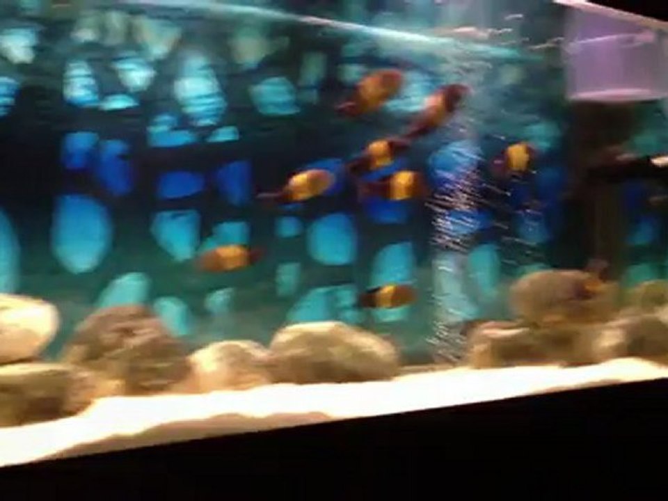 Tropheus Black Kriza