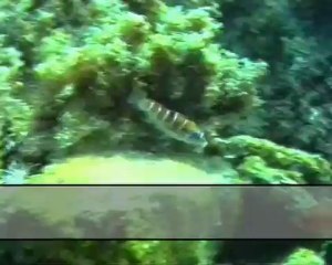 Enstrümantal - Çayır Çimen Geze Geze