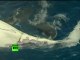 Tiger sharks caught on tape feeding on whale carcass in Australia