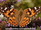 Plants That Attract Painted Lady Butterflies