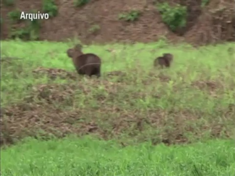 Mais financiamento para biodiversidade em países pobres