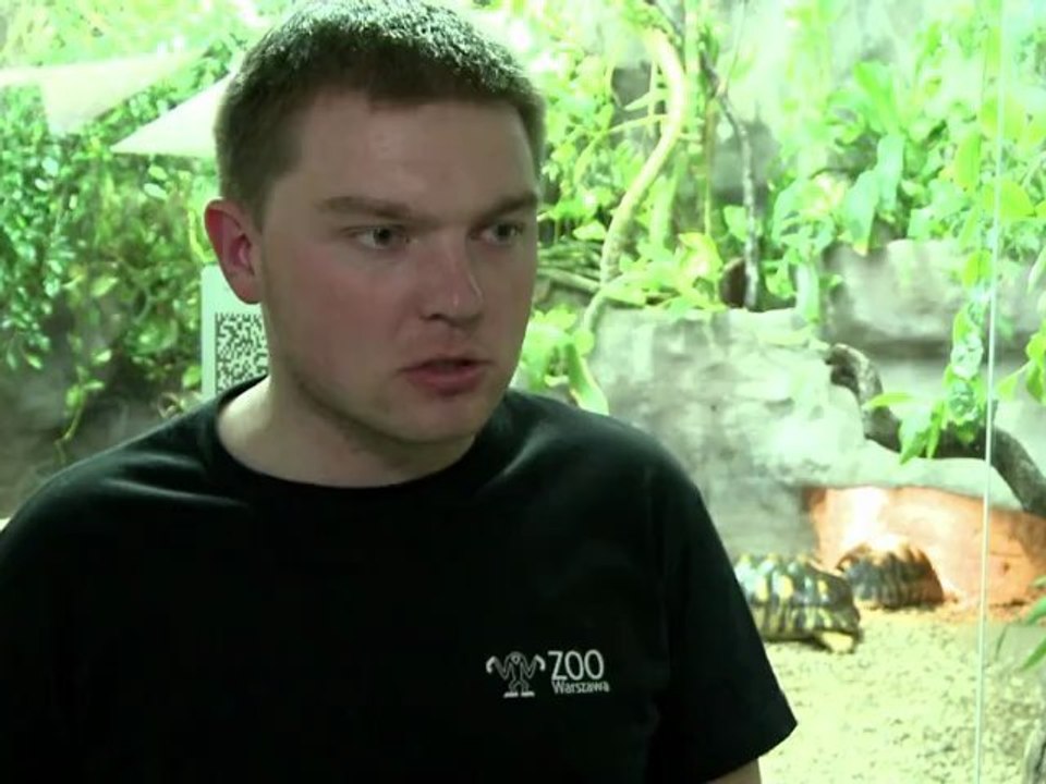 Urzeit-Schildkröte soll Geheimnisse um Reptilien lüften