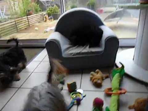 5 chiots Yorkshires de 4 mois entrain de jouer....