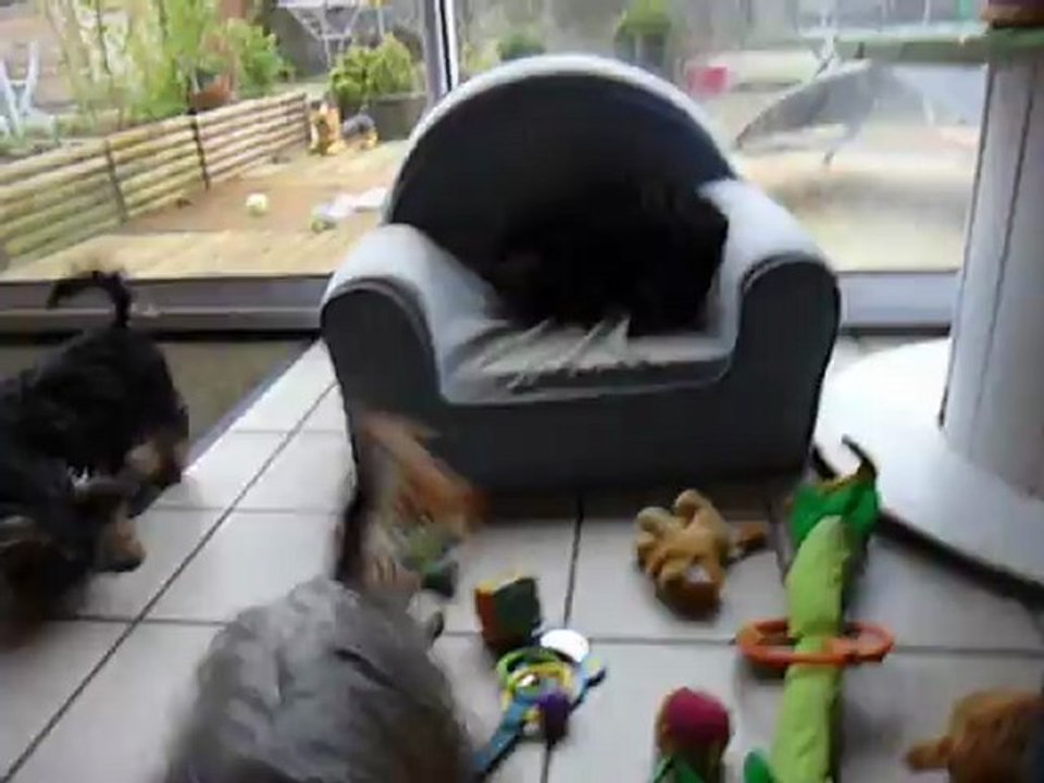 5 chiots Yorkshires de  4 mois entrain de jouer....