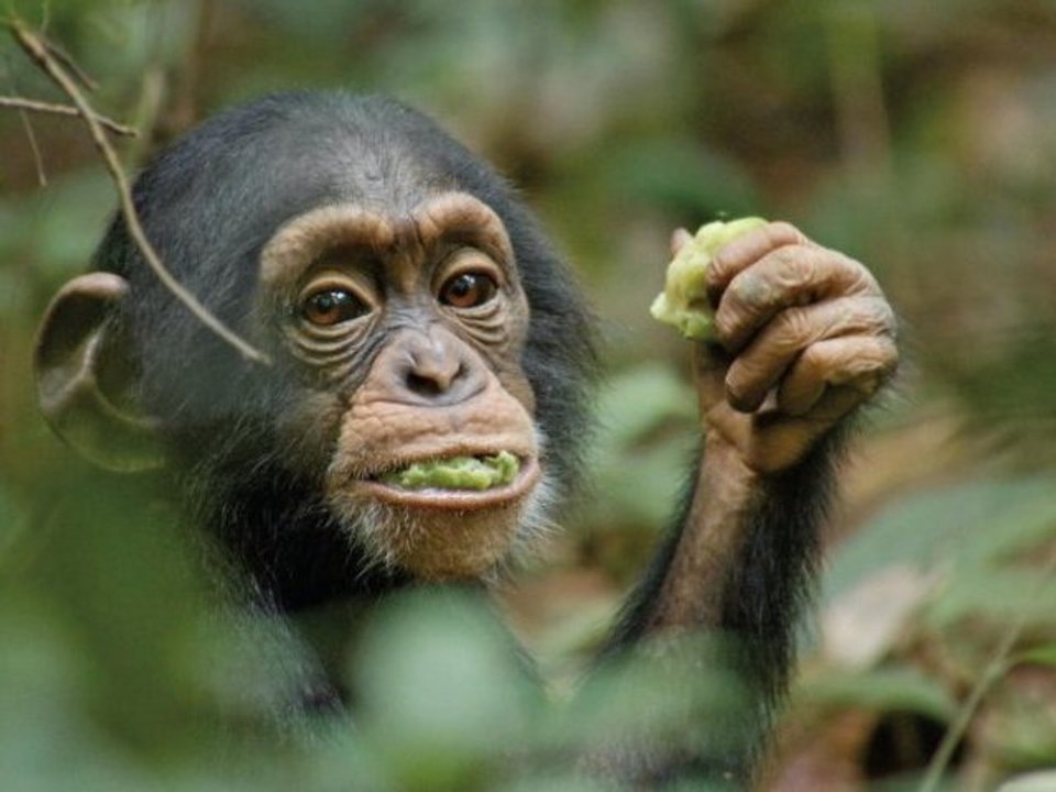 Schimpansen
