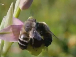 Ruse chez les orchidées