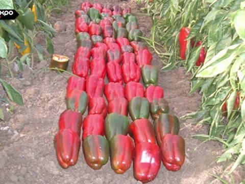 Soc. Coop. Agricola San Tommaso - Gustare per Credere