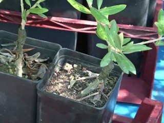 مالطا تزدان مجددا بشجر الزيتون... بمبادرة فردية