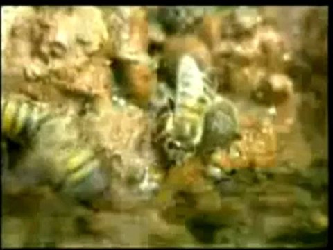 LES MIRACLES DU SAINT CORAN A REGARDER C'EST INCROYABLE !!!