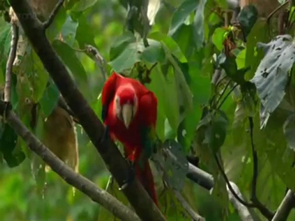 Ali İmran Suresi 33-37 Hamza Shakkur Qur_an