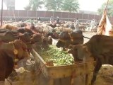 Eid ul Azha Animals Goats Sheep Cows 5 Nov 2011 Call for Order to mobile phone Lahore Pakistan
