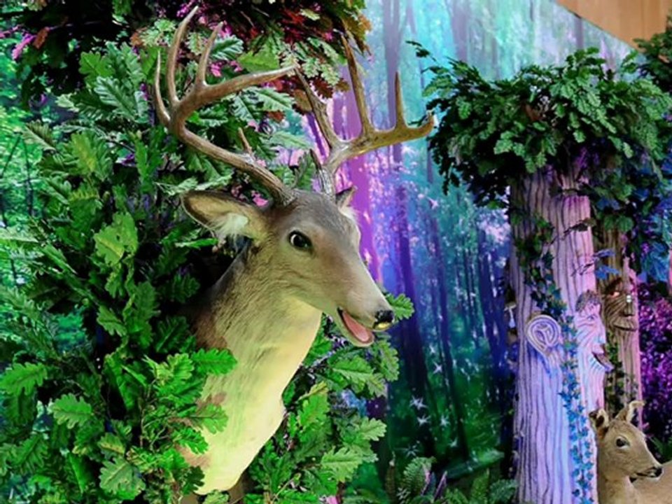 9:30 Exposition Forêt enchantée - Présentation