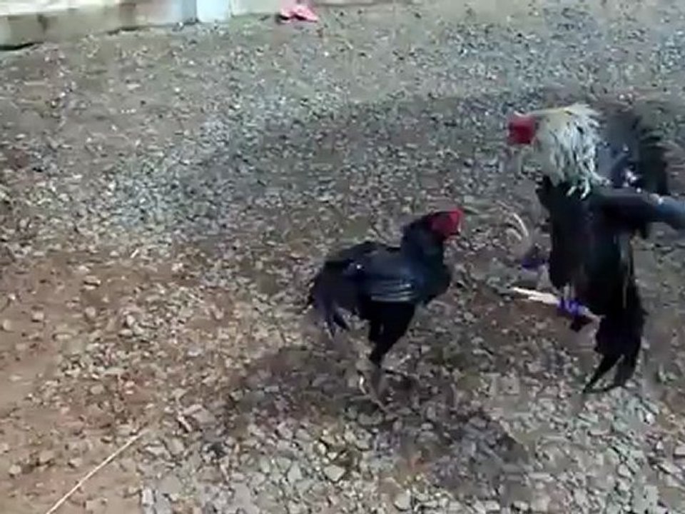 Cannibale vs Brutus (20oct12)
