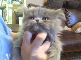 Beautiful Flat Faced Persian Kittens For Sale In Oklahoma- 918-269-0876