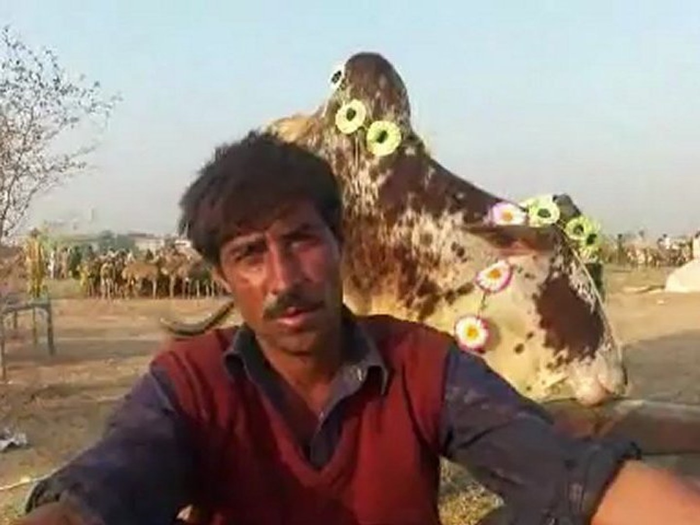 Order Now mobile # given: Cows, Goats Sheep 14 Nov 2010 Eid ul Azha Lahore Pakistan