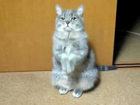 Кот хочет кушать