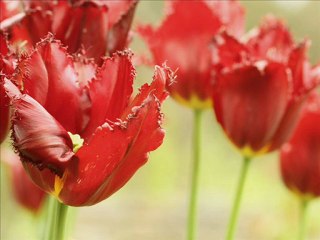 سورة الجاثية فارس عباد